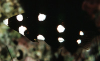 Bodianus axillaris, Axilspot hogfish: fisheries, aquarium, bait