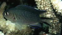 Pomachromis richardsoni, Richardson's reef-damsel: