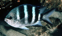 Abudefduf natalensis, Natal sergeant: aquarium
