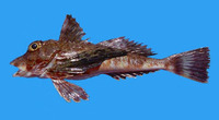 Prionotus albirostris, Whitesnout searobin: