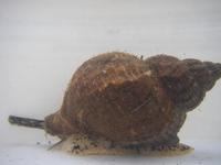 Buccinum undatum - Common Whelk
