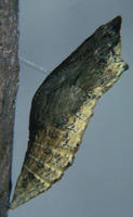 Image of: Papilio polyxenes