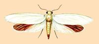 Image of: Tegeticula yuccasella (yucca moth)