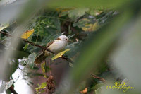 White-hooded Babbler - Gampsorhynchus rufulus