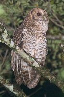 Rusty-barred Owl - Strix hylophila