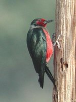 Lewis' Woodpecker - Melanerpes lewis