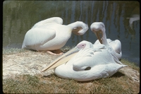 : Pelecanus onocrotalus; Great White Pelican