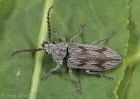 : Dascillus sp.