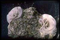 : Triopha sp.; Speckled Triopha