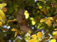 Olive-backed Sunbird(Nectarinia jugularis)
