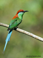 Blue-throated Bee-eater Scientific name - Merops viridis