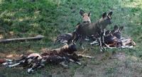 Image of: Lycaon pictus (African wild dog)