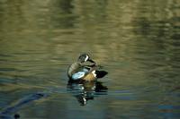 Anas discors - Blue-winged Teal