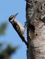 Picoides villosus - Hairy Woodpecker