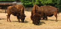 Bison bison bison - Plains Bison