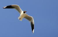 Image of: Larus maculipennis (brown-hooded gull)