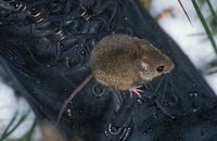 Apodemus sylvaticus - Long-tailed Field Mouse