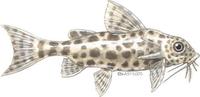 Image of: Synodontis nigriventris (back-swimming congo catfish)