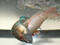 Macropodus opercularis - Chinese Fighting Fish