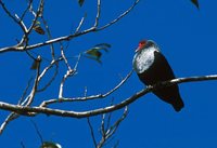 Seychelles Blue-Pigeon - Alectroenas pulcherrima