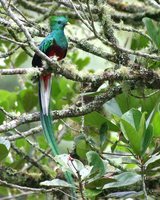 Resplendent Quetzal - Pharomachrus mocinno