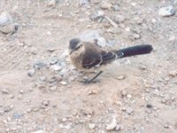 Patagonian Mockingbird - Mimus patagonicus