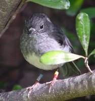 New Zealand Robin - Petroica australis