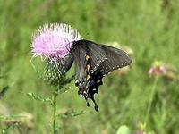 Image of Butterfly on Thistle