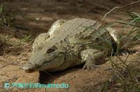Crocodylus niloticus ssp