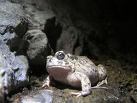 : Bufo californicus; Arroyo Toad