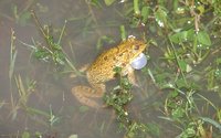 : Hoplobatrachus crassus; Jerdon`s Bullfrog