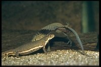 : Ommatotriton ophryticus; Banded Newt