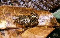 : Platypelis mavomavo; Yellowish Tree Cophyline Frog (english)