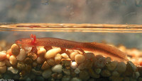 : Pseudotriton montanus diastictus; Midland Mud Salamander