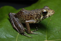 : Rana baramica