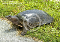 : Apalone ferox; Florida Softshell Turtle