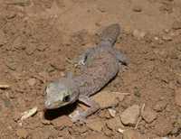 : Diplodactylus tessellatus; Tessellated Gecko