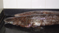 Echinorhinus brucus, Bramble shark: fisheries, gamefish