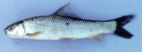 Cirrhinus cirrhosus, Mrigal: fisheries, aquaculture, gamefish
