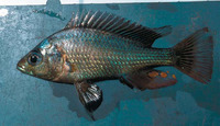 Haplochromis nigripinnis, :
