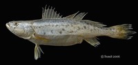 Pterotolithus maculatus, Blotched tiger-toothed croaker: fisheries