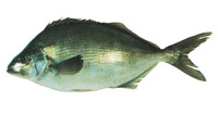 Latridopsis ciliaris, Blue moki: fisheries, gamefish
