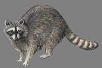 Image of: Procyon lotor (northern raccoon)