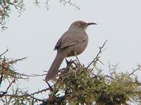 Image of: Toxostoma curvirostre (curve-billed thrasher)