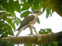 Large Hawk-Cuckoo - Cuculus sparverioides
