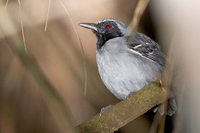 Black-faced Antbird - Myrmoborus myotherinus