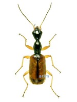 미기록 목대장먼지벌레 - Odacantha aegrota