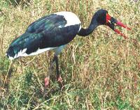 Sattelstorch/Saddle-billed stork (Ephippiorhynchus senegalensis)