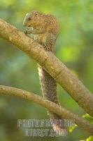 Sun Squirrel stock photo