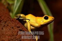Golden poison dart frog stock photo